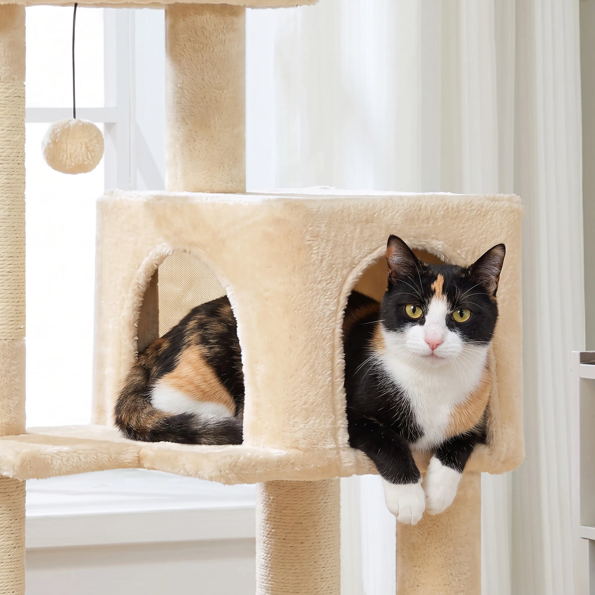 Chat installé dans la niche de l'arbre à Chat Moyen
