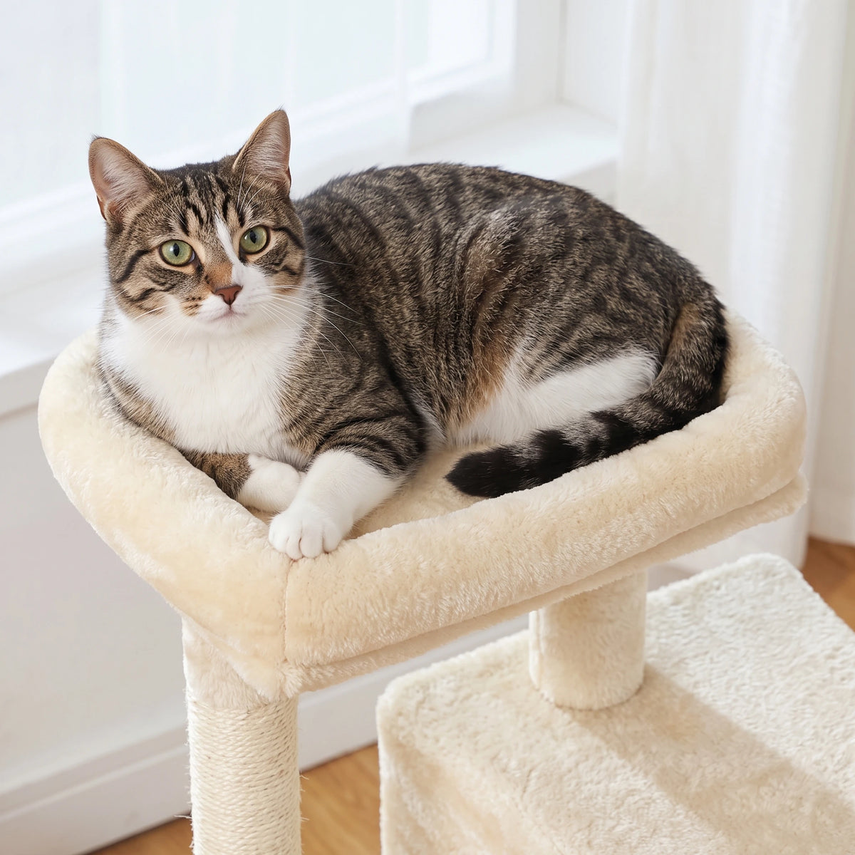 Chat allongé sur le perchoir de l'arbre à Chat Moyen
