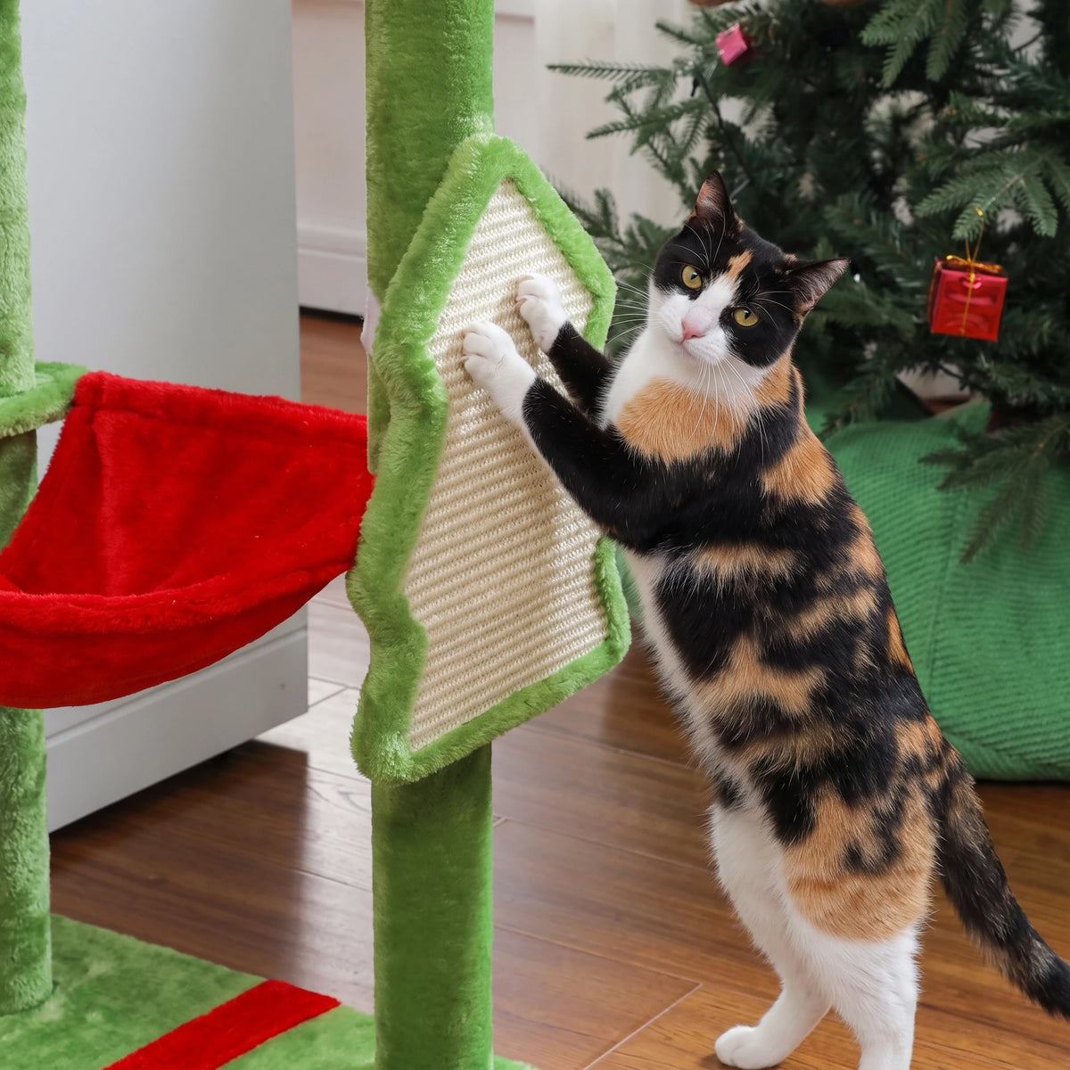 Chat couché dans le hamac de l'arbre à Chat Sapin