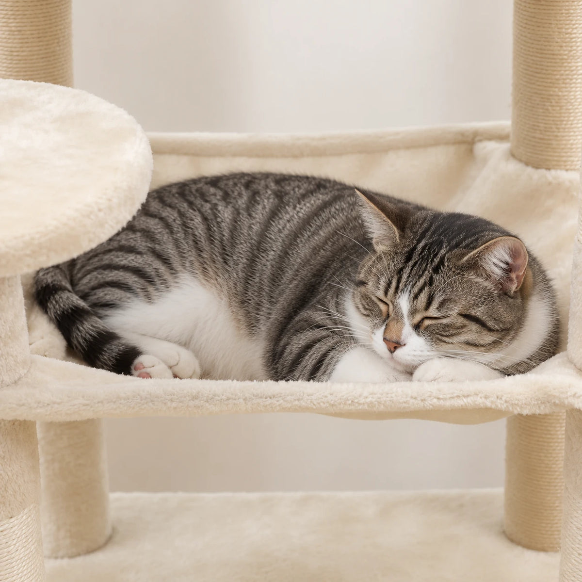 Chat allongé sur le perchoir de l'arbre à Chat Solide