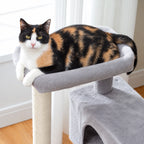 Chat allongé sur le perchoir de l'arbre à Chat Pas Cher