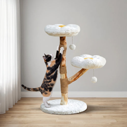 Chat faisant ses griffes sur l'arbre à Chat Blanc
