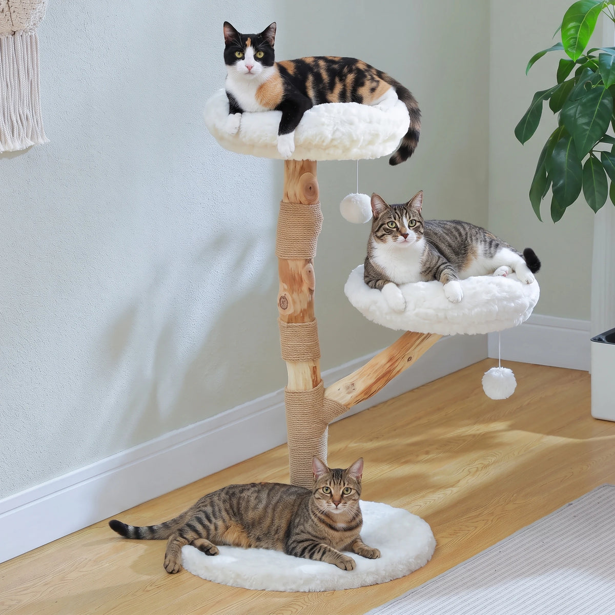 Chat allongé sur le perchoir de l'arbre à Chat Blanc
