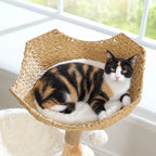Chat blotti dans le panier de l'arbre à Chat Moderne