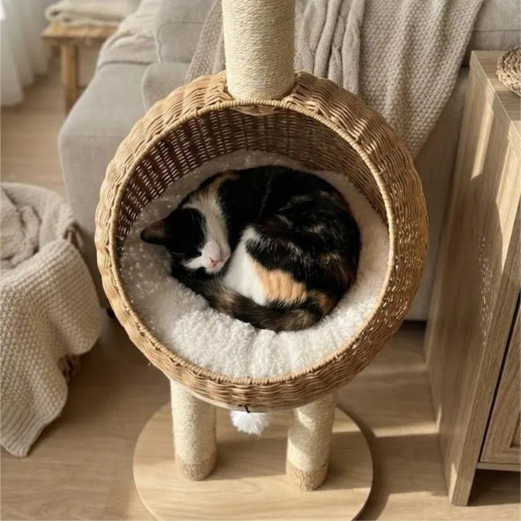 Chat installé dans le panier de l'arbre à Chat Dinosaure
