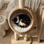 Chat installé dans le panier de l'arbre à Chat Dinosaure