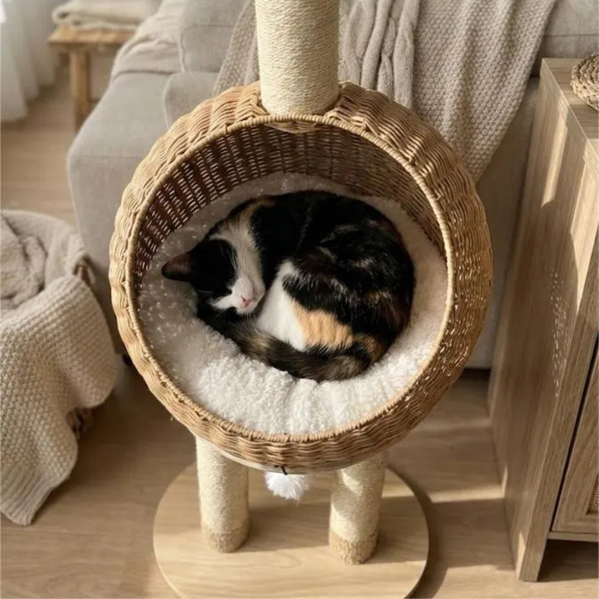 Chat installé dans le panier de l'arbre à Chat Dinosaure