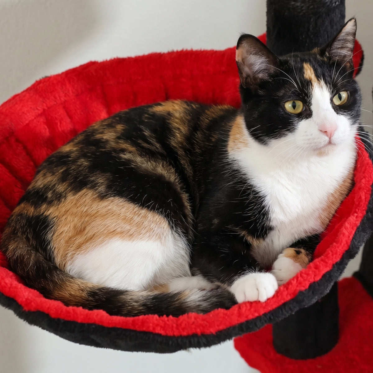 Chat installé dans le panier rouge du grand arbre à chat halloween