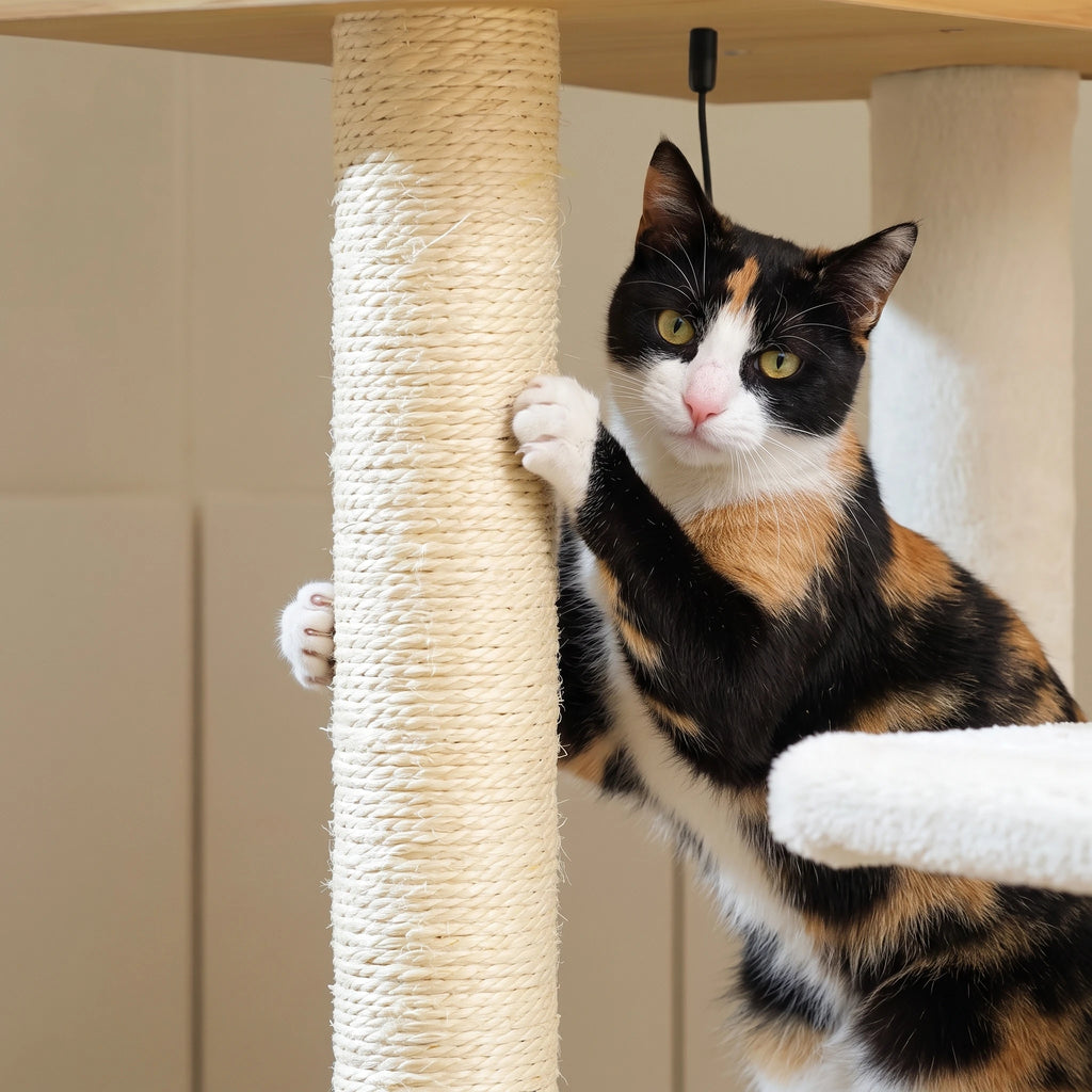 Chat faisant ses griffes sur l'arbre à Chat avec Litière