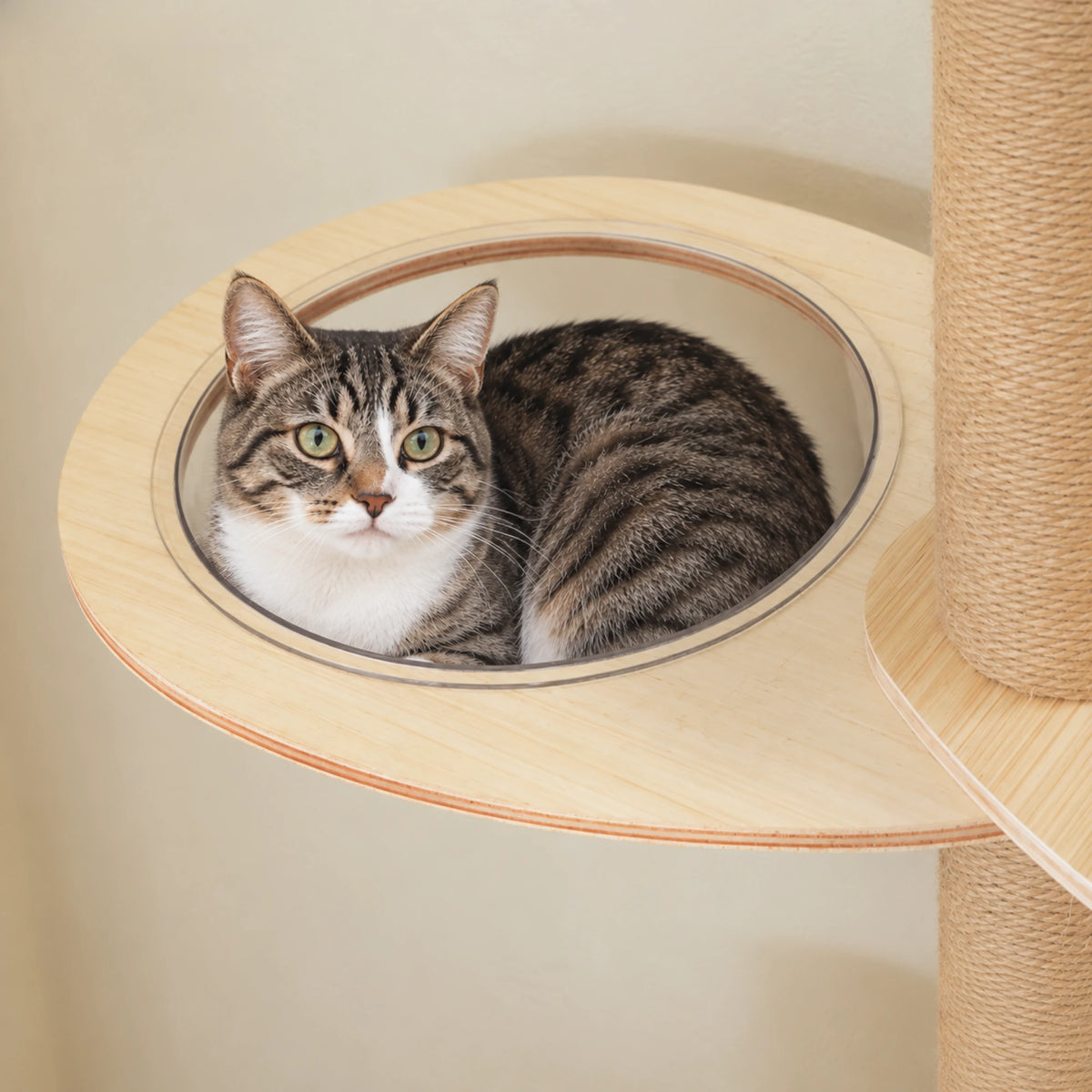 Bulle d'observation de l'l'arbre à Chat Bois Massif
