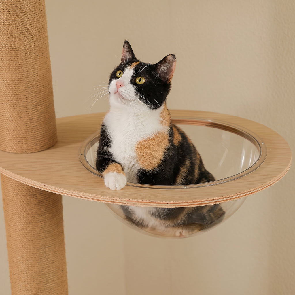 Bulle d'observation de l'l'arbre à Chat Palmier