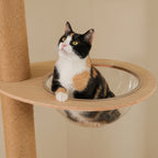 Bulle d'observation de l'l'arbre à Chat Palmier