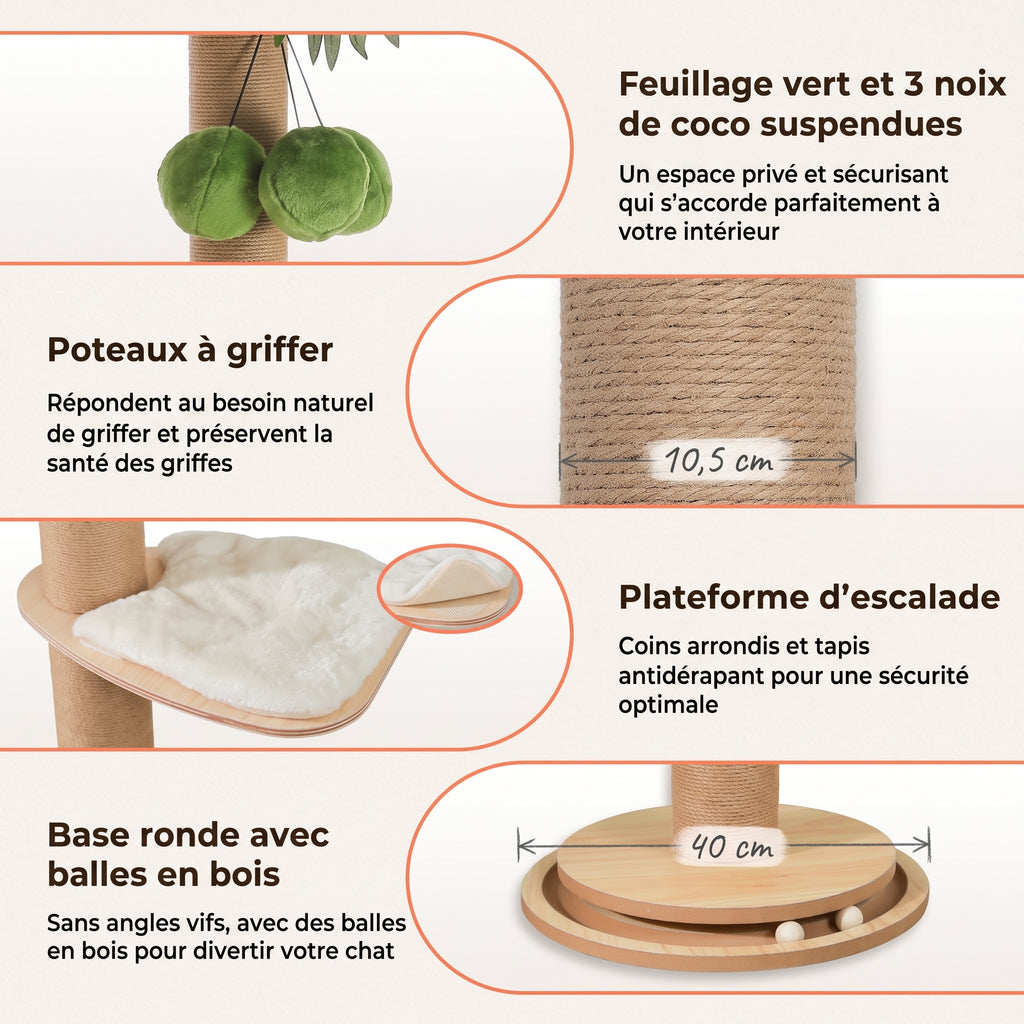 Feuillage et noix de coco de l'l'arbre à Chat Palmier