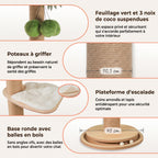 Feuillage et noix de coco de l'l'arbre à Chat Palmier