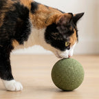 Chat flairant la boule herbe à chat
