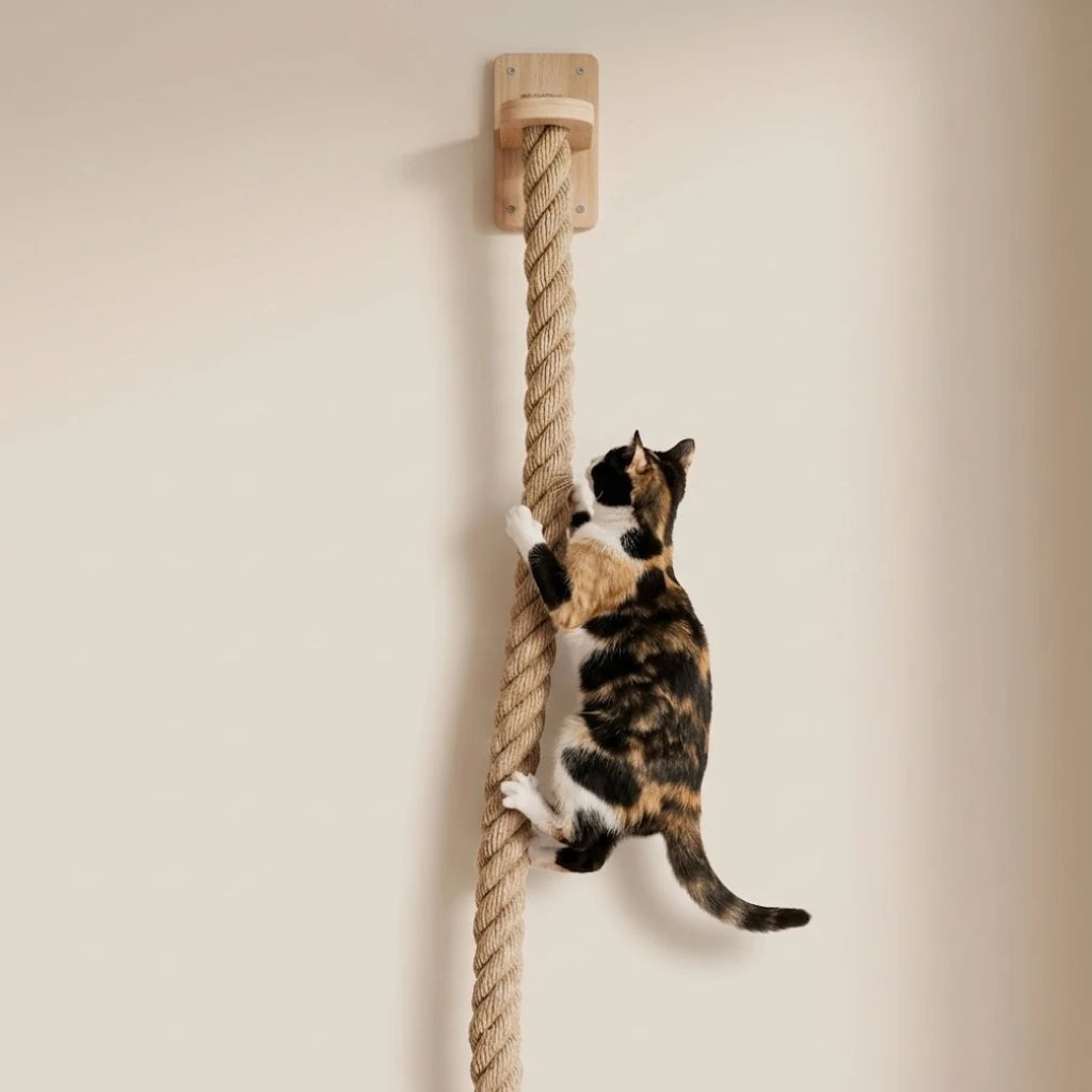 Chat faisant ses griffes sur la corde du griffoir mural
