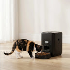 Chat mangeant devant le distributeur automatique de croquettes noir