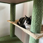 Chat couché dans le hamac de le grand Arbre à Chat