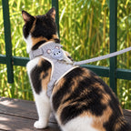 Chat tricolore de dos portant le harnais chaton dans un jardin