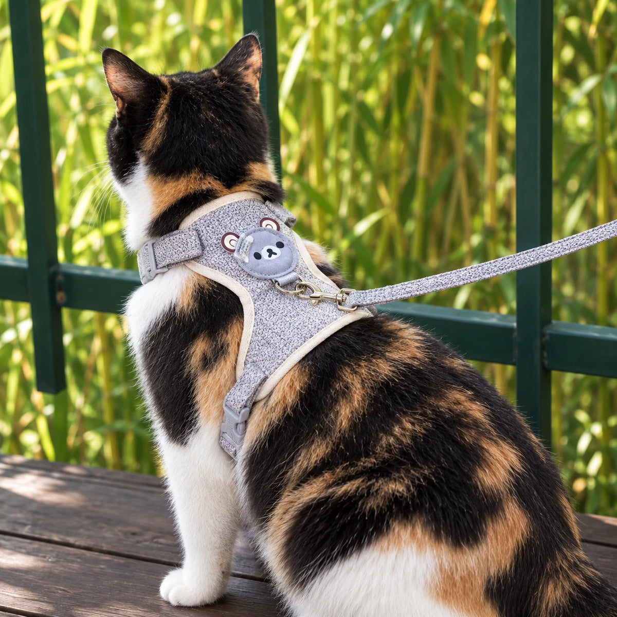 Chat tricolore de dos portant le harnais chaton dans un jardin