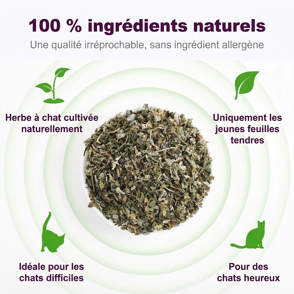 Herbe à chat 100 % naturelle : jeunes feuilles tendres uniquement