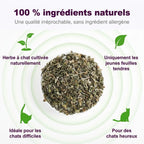 Herbe à chat 100 % naturelle : jeunes feuilles tendres uniquement
