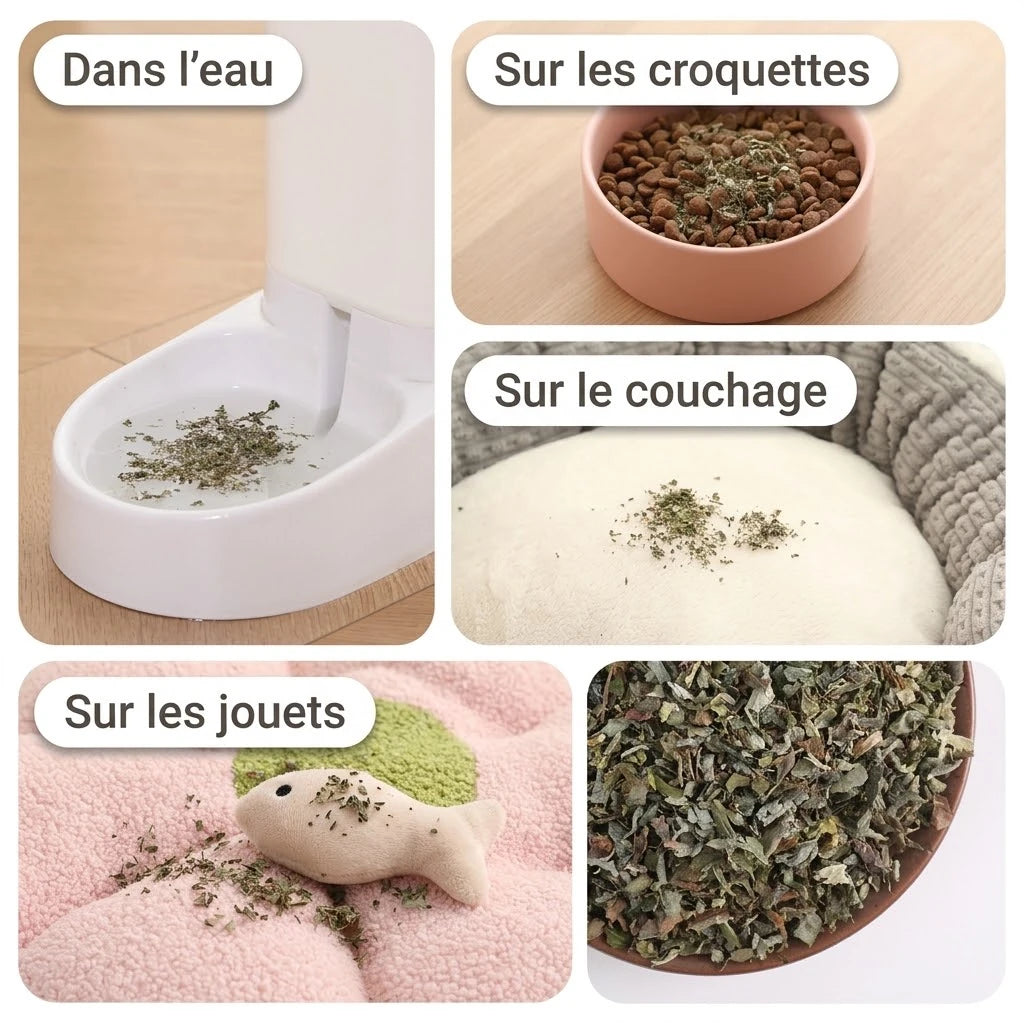 Idées d'utilisation de l'herbe à chat : sur les croquettes, le couchage et les jouets