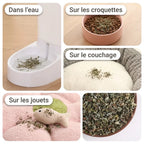 Idées d'utilisation de l'herbe à chat : sur les croquettes, le couchage et les jouets