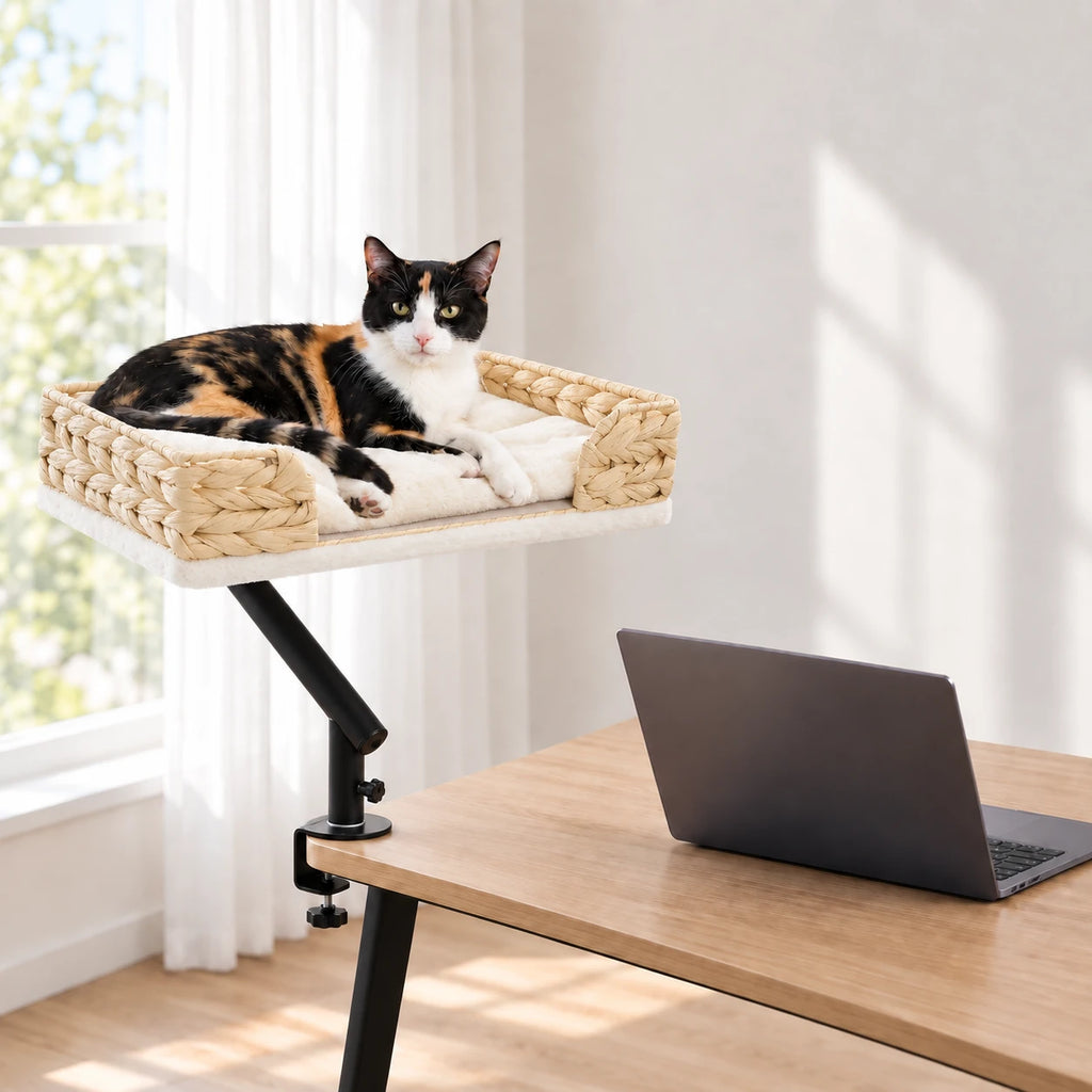 Chat allongé dans le panier chat osier à côté d'un ordinateur portable