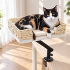 Chat installé dans le panier chat osier fixé à une table