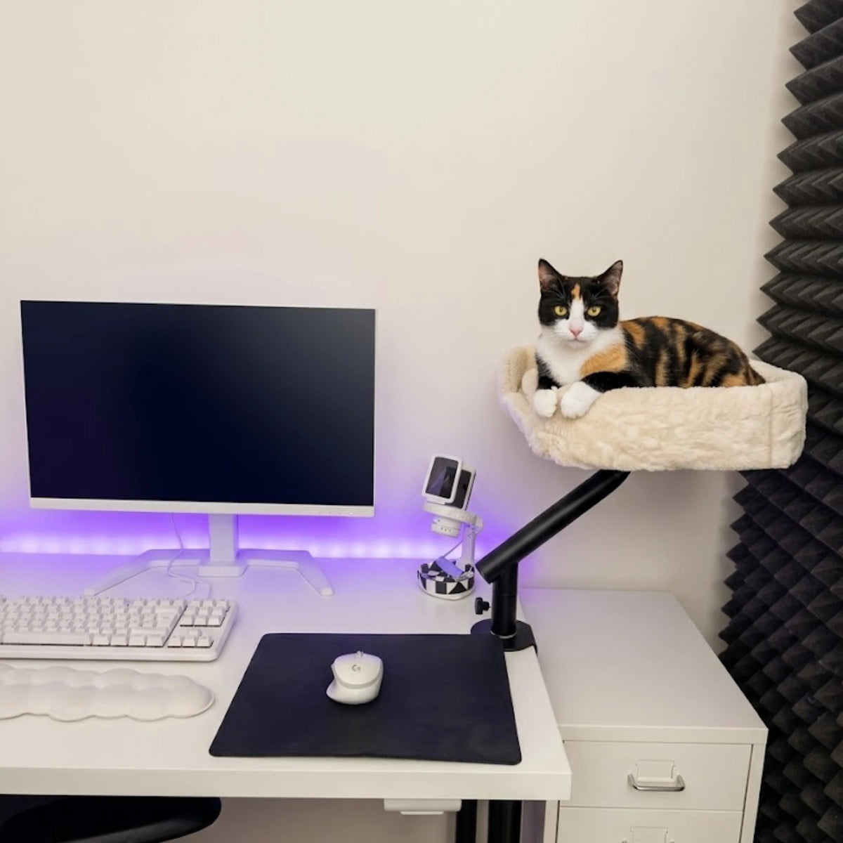 Chat installé dans le panier chat bureau à côté d'un écran d'ordinateur