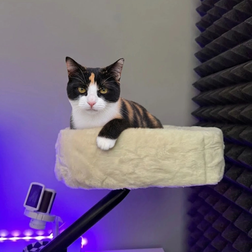 Chat posé sur le panier chat bureau fixé à un poste de travail
