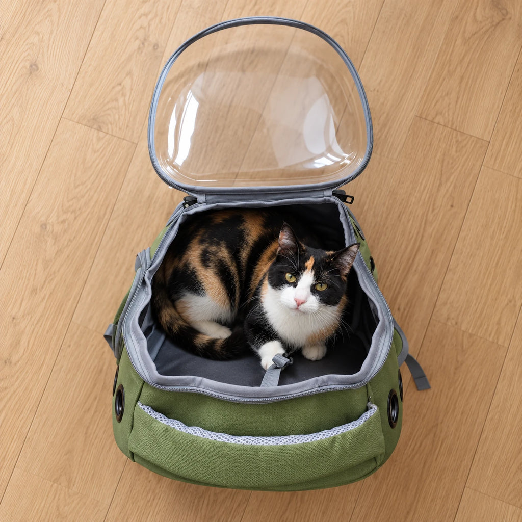 Chat installé dans le sac à dos transport chat ouvert par le dessus