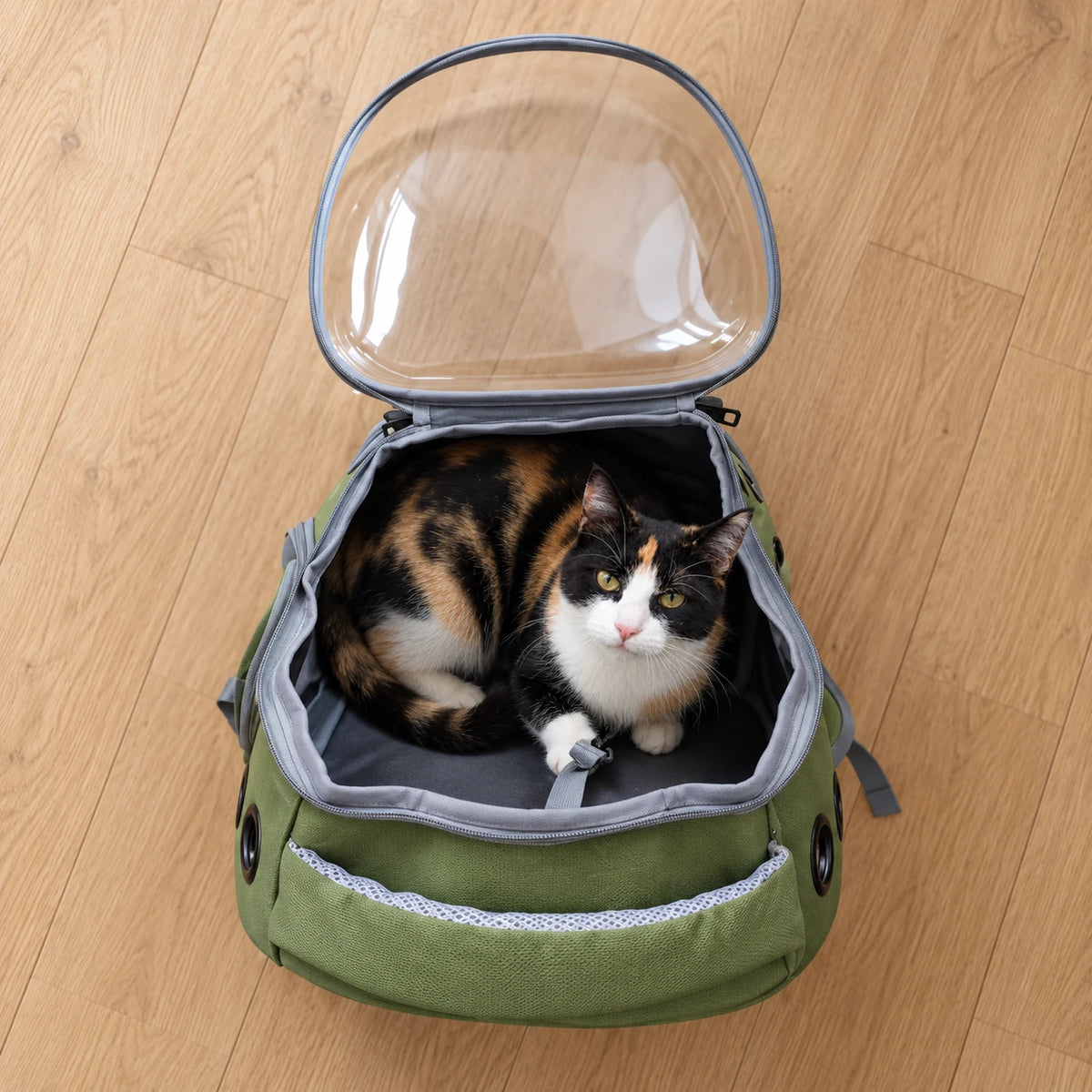 Chat installé dans le sac à dos transport chat ouvert par le dessus