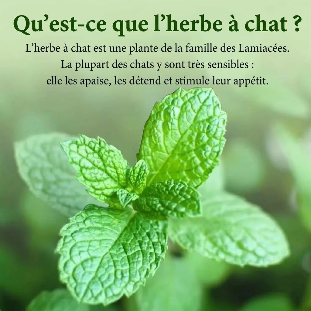 Infographie « Qu'est-ce que l'herbe à chat ? » : effets sur le chat, pour le jouet herbe à chat